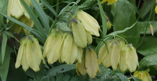 Fritillaria Pallidiflora Photo