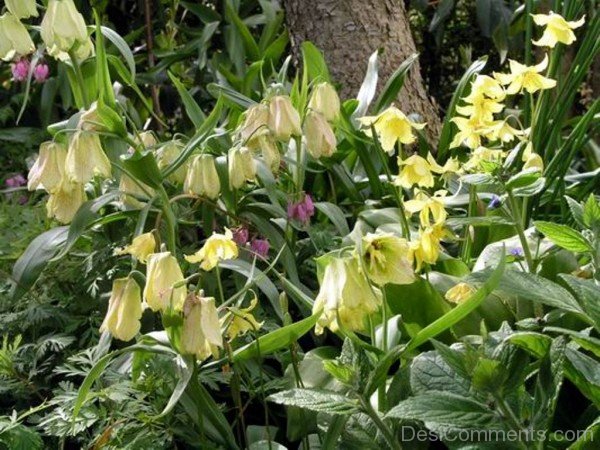 Fritillaria Pallidiflora Picture