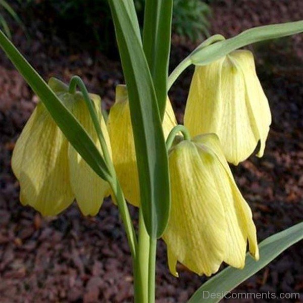 Fritillaria Pallidiflora-fgt618DC00DC002