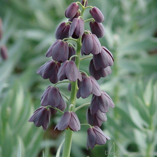 Fritillaria Persica Flower