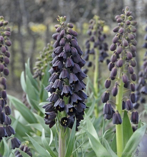 Fritillaria Persica Flowers Image