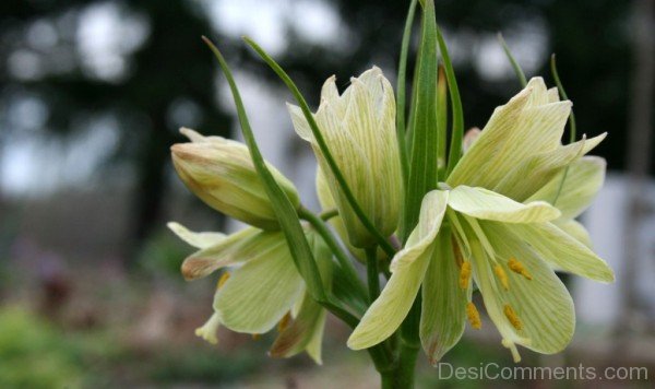 Fritillaria Raddeana Flower