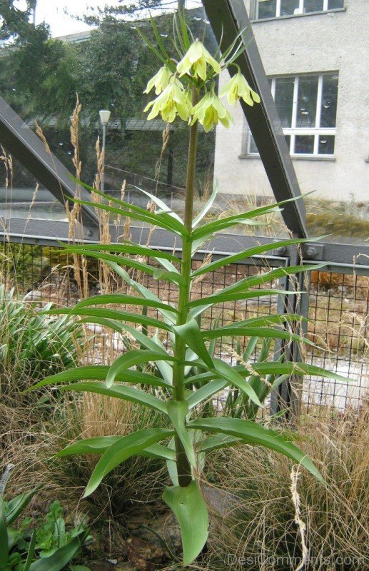 Fritillaria Raddeana Image