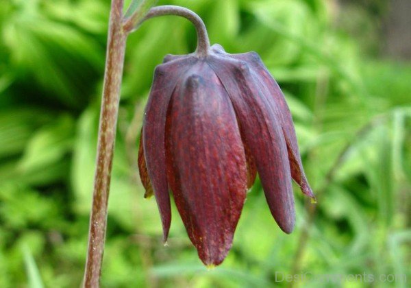 Fritillaria Ruthenica Flower