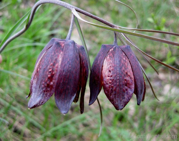 Fritillaria Ruthenica Image-kju611DC0013