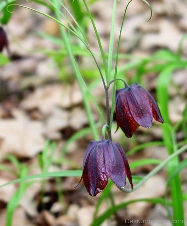 Fritillaria Ruthenica Photo