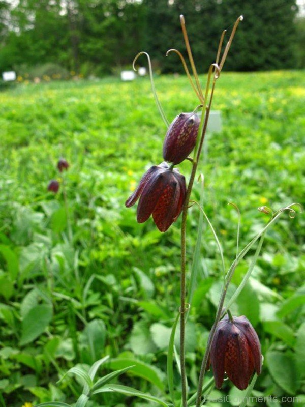 Fritillaria Ruthenica Picture