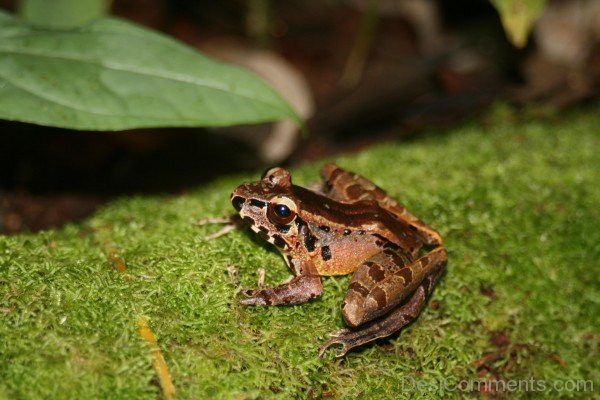 Frog In Borneo