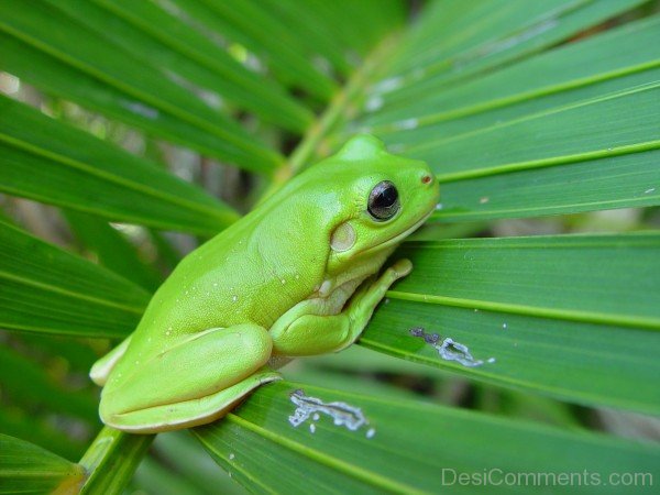 Frog On Palm Frond