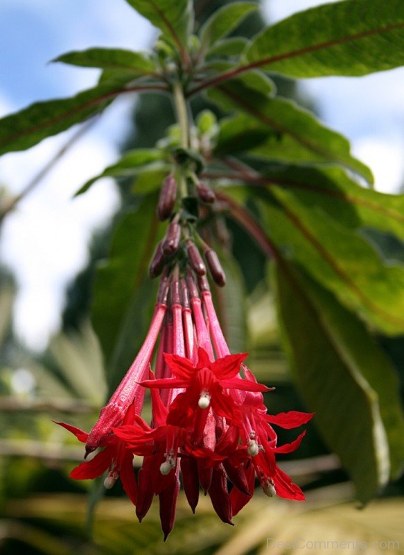 Fuchsia Boliviana Flower-bgh5608DCDESI18