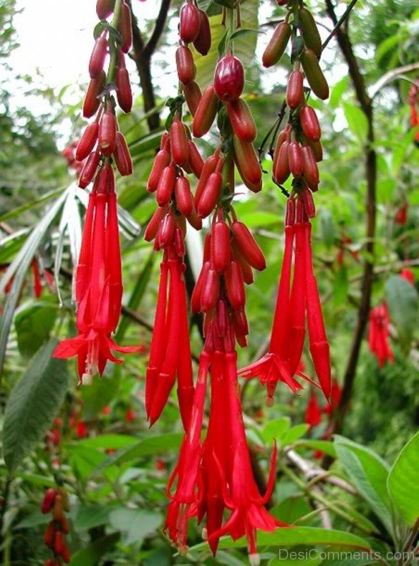 Fuchsia Boliviana Image