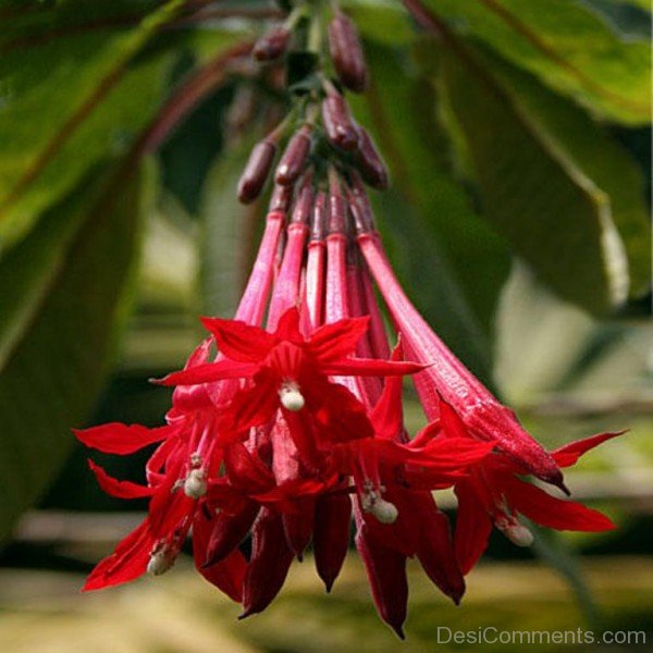 Fuchsia Boliviana Photo-bgh5615DCDESI02