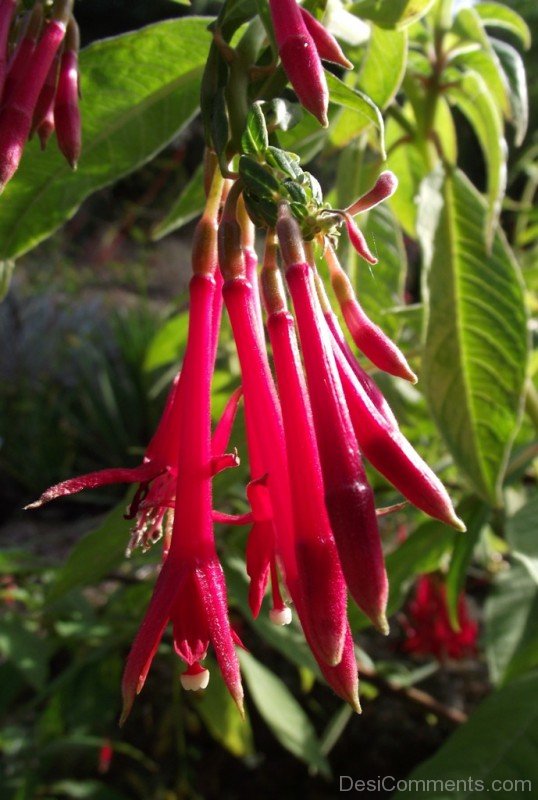 Fuchsia Boliviana Picture