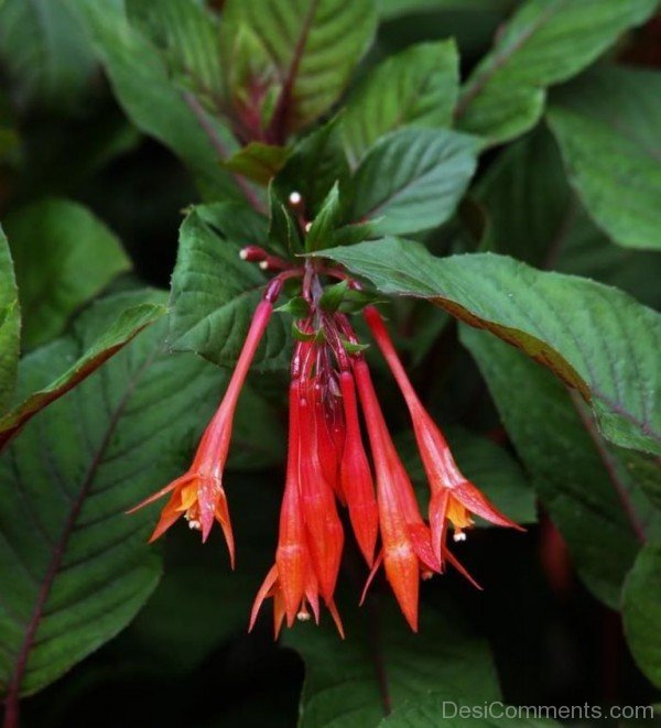 Fuchsia Boliviana