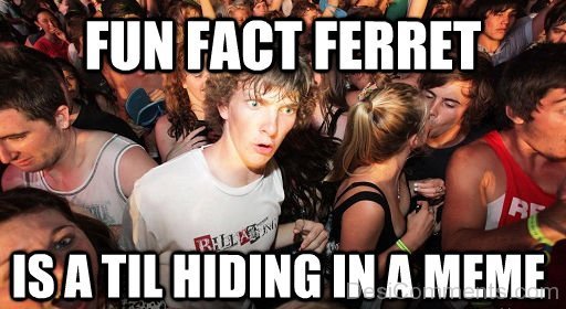 Fun Fact Ferret