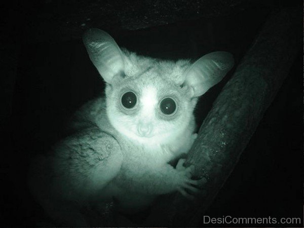 Galago Image