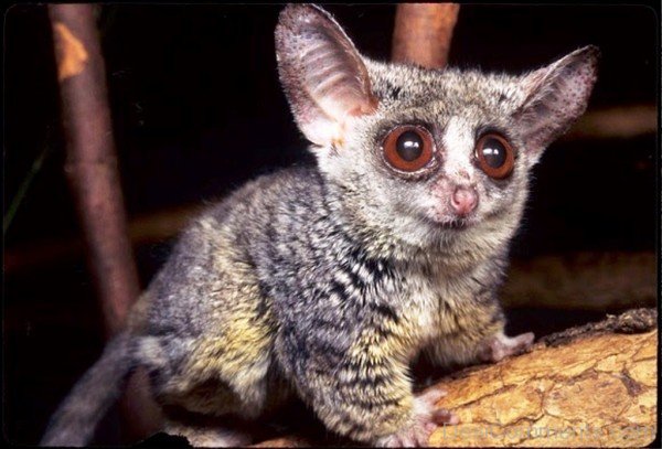 Galago Photo -adb114dc1214