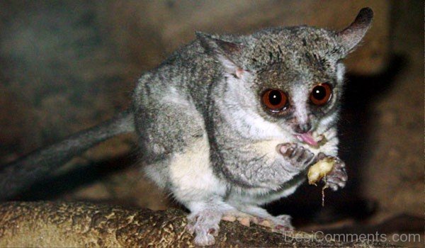 Galago Picture