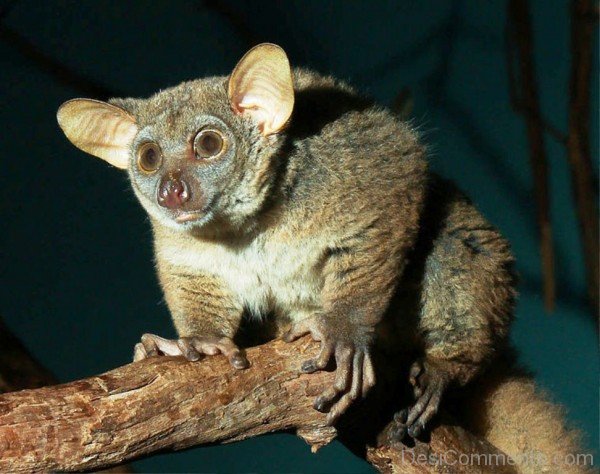 Galago Sitting On Tree