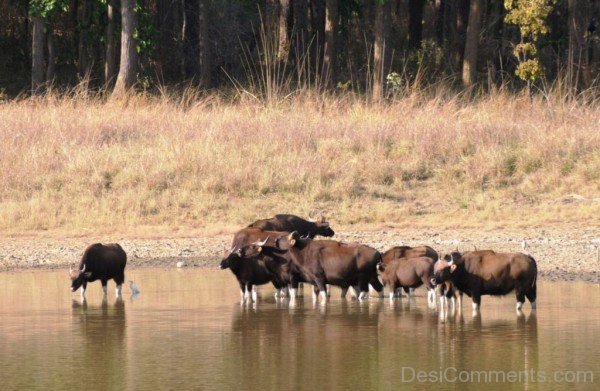 Gaurs In Water