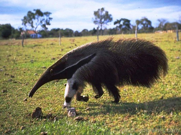 Giant Anteater