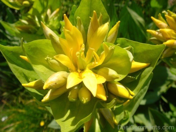 Giant Yellow Gentian Flower