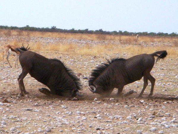 Gnu Fight