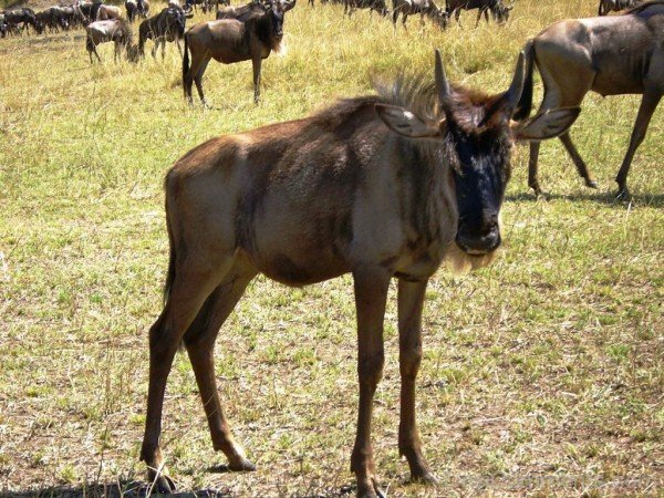 Gnu Image