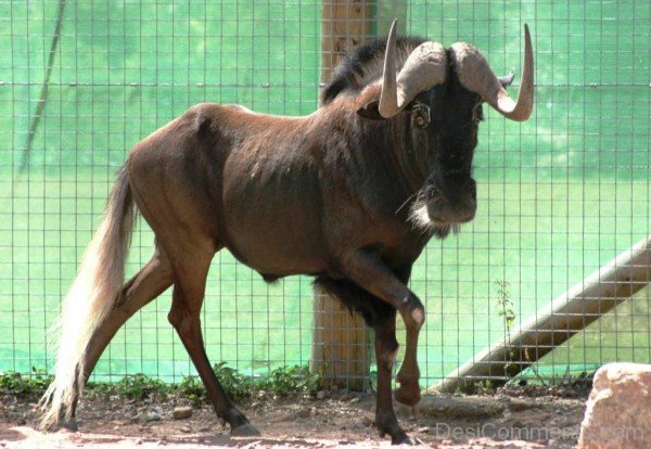 Gnu In Zoo