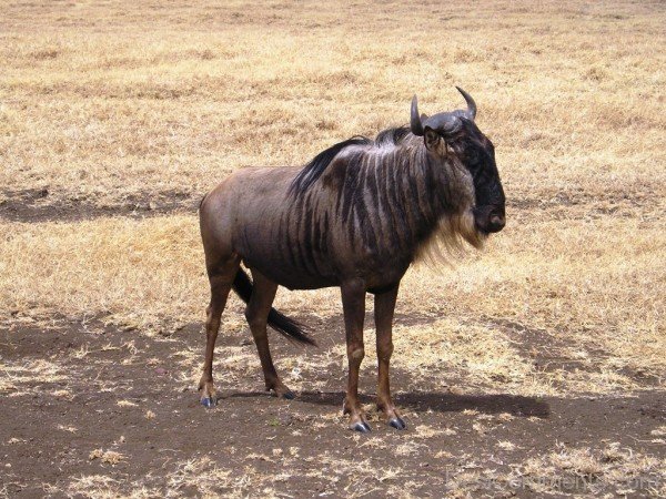 Gnu On Sand