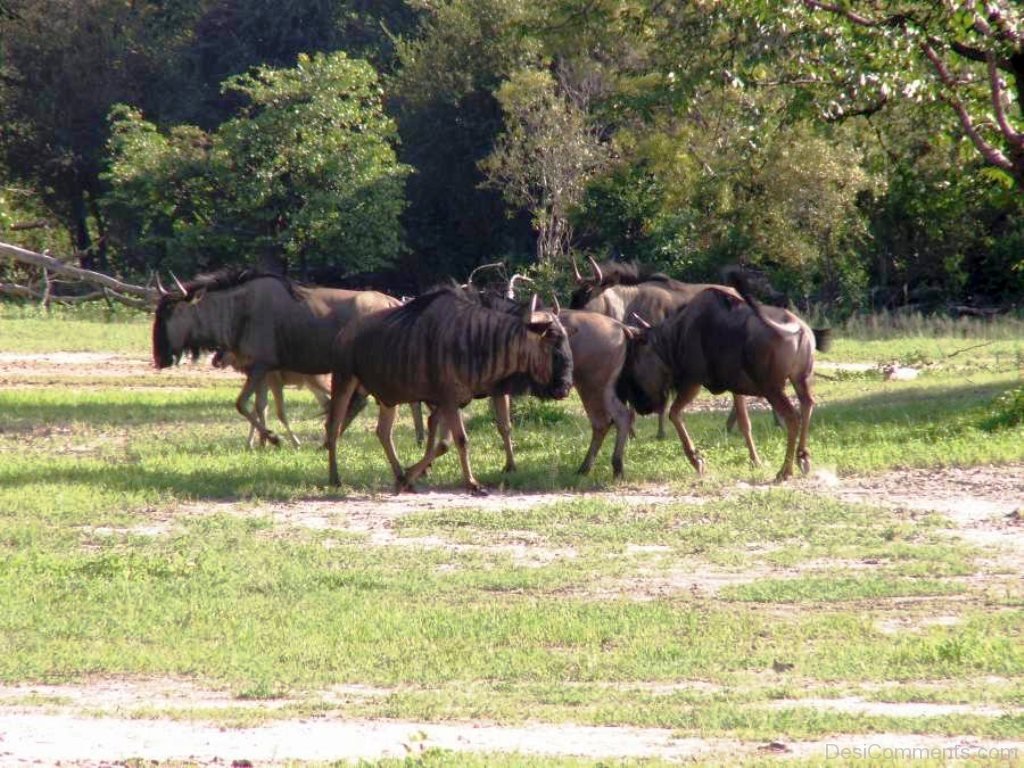 Gnus Animal - DesiComments.com