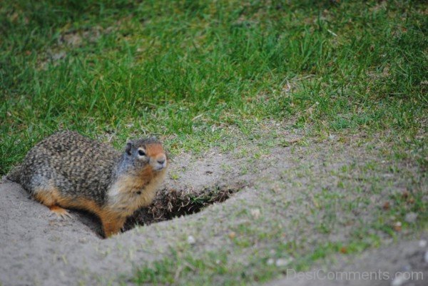 Gopher In Burrow