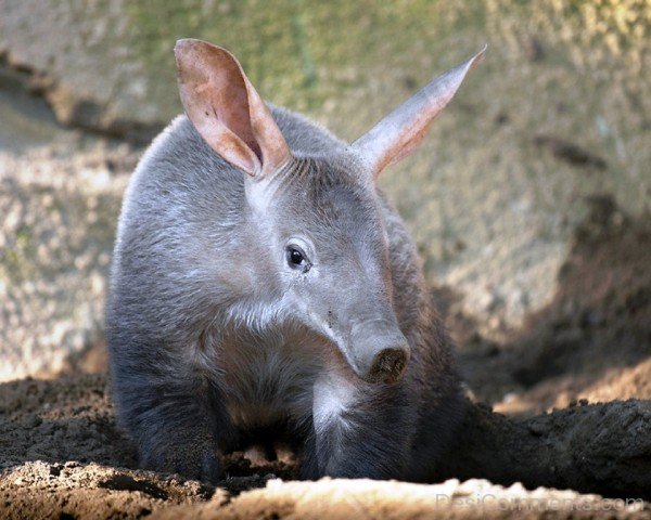 Grey Aardvark