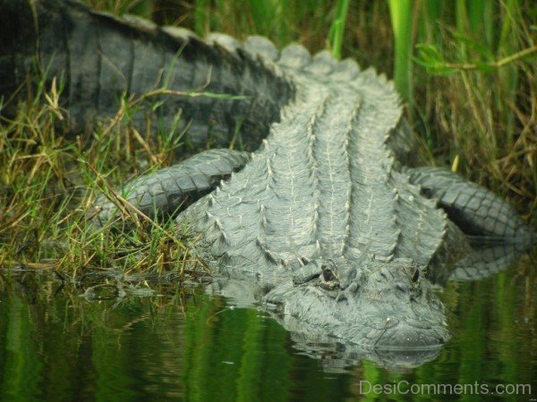 Grey Alligator-db048