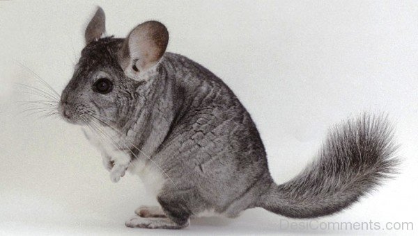 Grey Chinchilla Image-dc9816