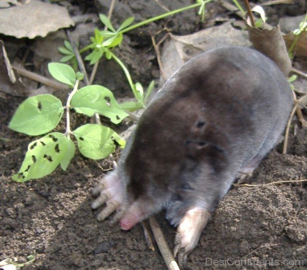 Grey Mole