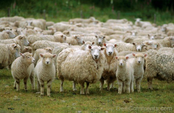 Group Of Sheep