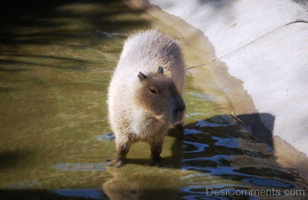 Guinea Pig In Water