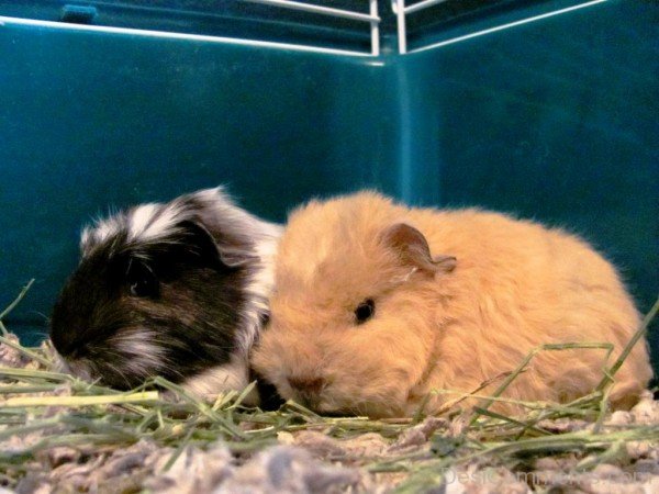 Guinea Pigs Image