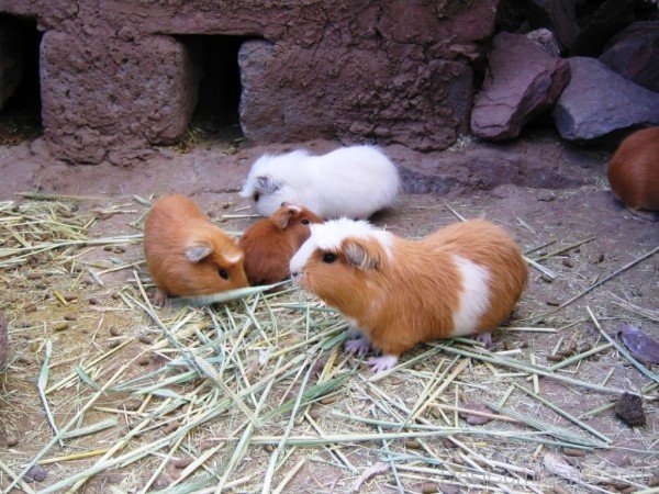 Guinea Pigs In Zoo