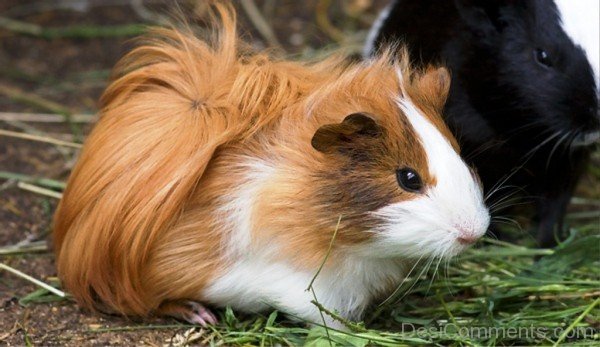 Guinea Pigs Picture