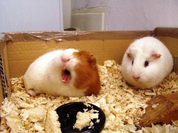 Guinea Pigs