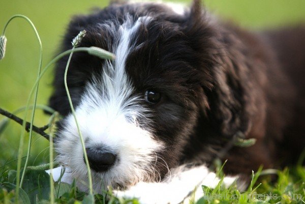 Hairy Mou’ed Collie