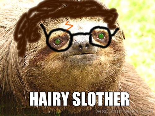 Hairy Slother