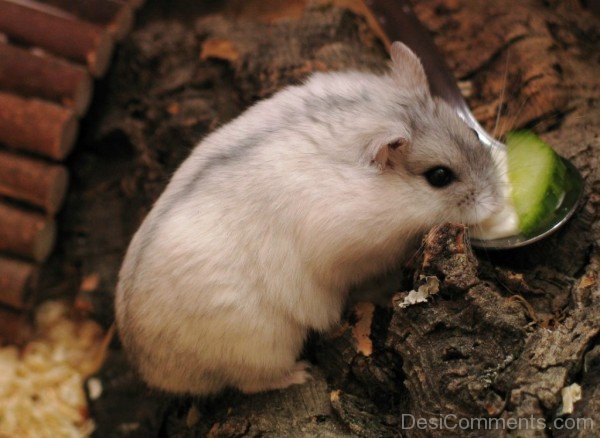 Hamster Eating