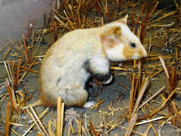 Hamster In Field