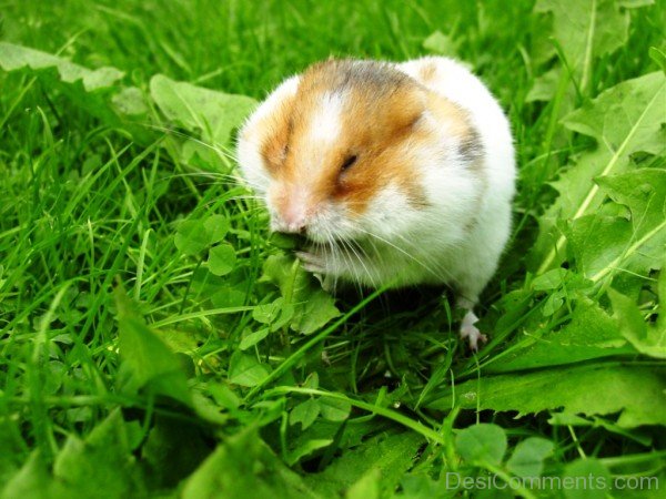 Hamster On Grass