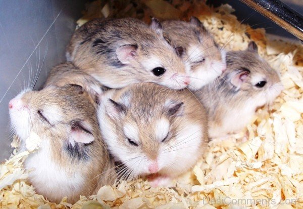 Hamsters Pups-desiC15