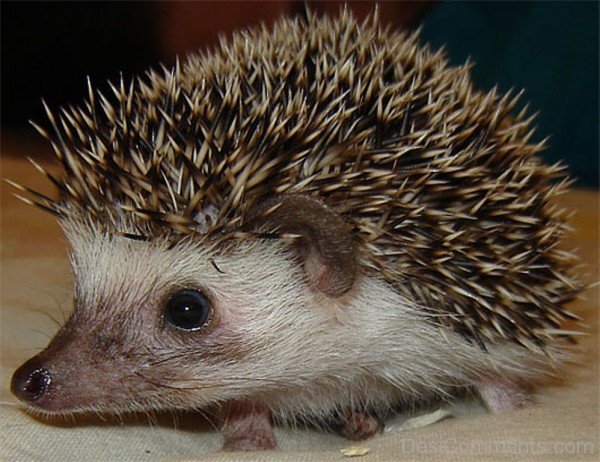 Hedgehog Closeup