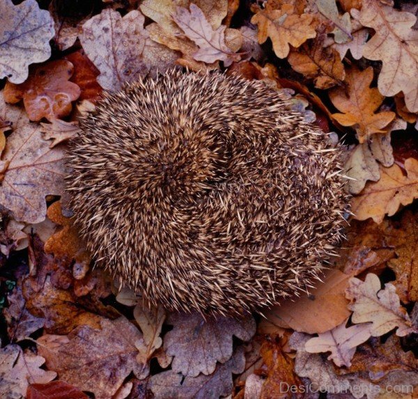 Hedgehog Curled up